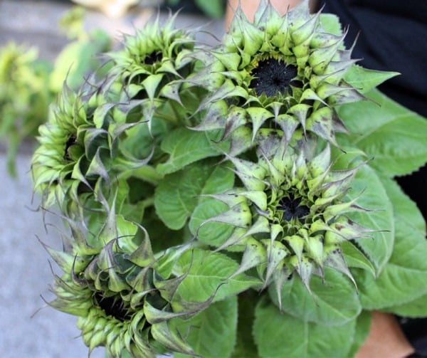 Decoflorall Helianthus SunFill Purple F1  500 zaden Zonnebloemzaden