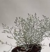Toefje Leucophyta Brownii - Grijs Zilverstruikje Voor Bloemschikken Zilverstruikje, voor 1 stukje