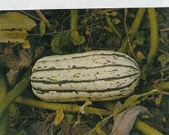 Bush delicata