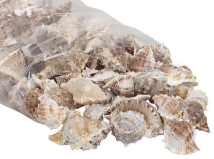 White Chimman schelpen 500 gram