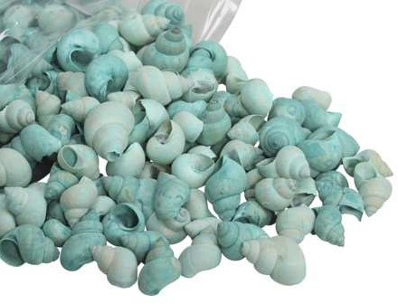 Umachi schelpen groen, 500 gram