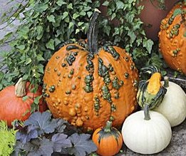 Warty Goblin PMT F1 Halloweenpompoen