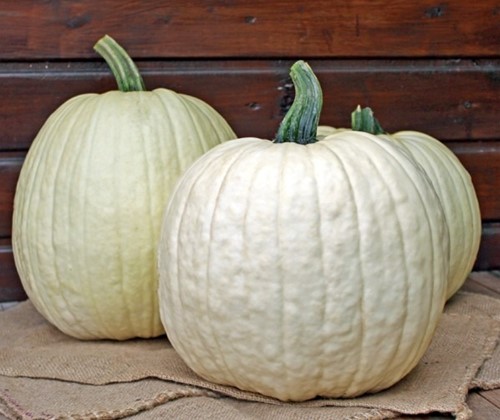 White Lightning F1 PMT Witte, grote halloweenpompoen, gewicht tussen +/-5.5-7 kg