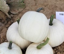 Baby Moon F1 PMT  Witte, kleine pompoen, gewicht tussen 2 en 3 kg