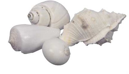Schelpenmix Large WIt +/-500 Gr eenmalig artikel