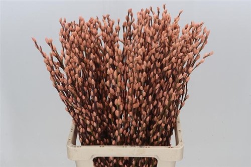 Katwilg wilgenkatjes GEKLEURDE katjeswilg Zalm Salix bundel +/- 10st Salix Kleurbehandeld  