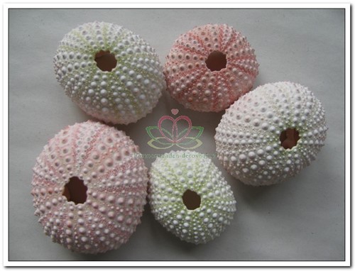 Zeeegel Zee-egel naturel SEA URCHIN PINK roze, 25 stuks