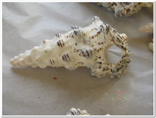 Cerithium Nodulosum schelpen 1 kilo