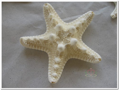Zeester Philippine gebleekt, 5-7 cm. 25 stuks