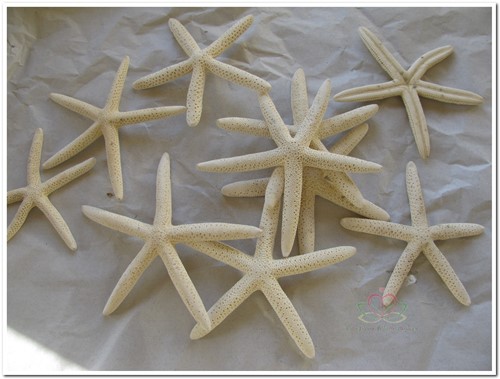 Zeester Starfish wit, 5-7 cm. 20 stuks