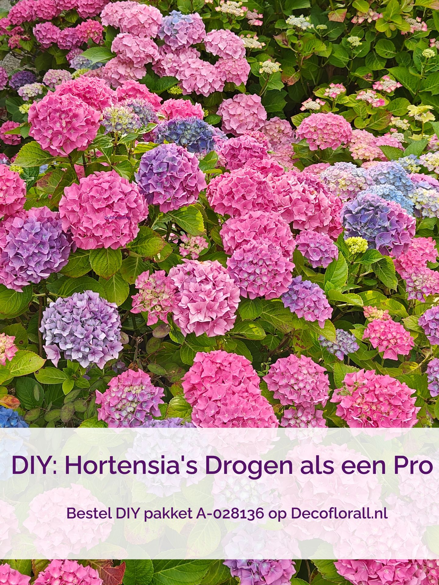 DIY pakket Hortensia drogen en conserveren A-028136
