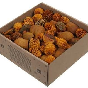 Leucodendron assortiment Oranje Goud wash 640 gram