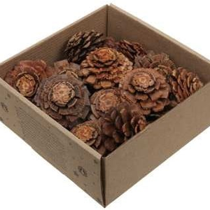 Dennenappel Flower cut Naturel doosje 23 stuks