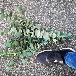 Eucalyptusblad dhz Mooi blad Bundel wat langer of voller