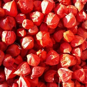 Physalis Lampionnetjes 50 stuks