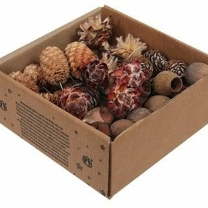 Leucadendron Assortiment op draad Naturel 50 stuks