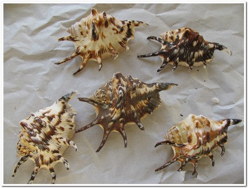Lambis Tiger schelpen 13 cm 5 stuks
