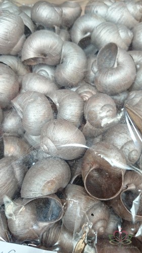 Landsnail small Champagne 250 gram Geverfde landslak schelpen