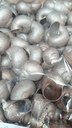 Landsnail small Champagne 250 gram Geverfde landslak schelpen
