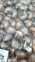 Landsnail small Champagne 250 gram Geverfde landslak schelpen