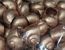 Landsnail small Koper 250 gram Landslak schelp