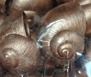 Landsnail small Koper 250 gram Landslak schelp