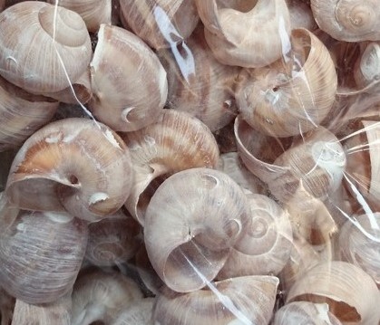 Landsnail small Frosted/White wash 250 gram Geverfde landslak schelpen