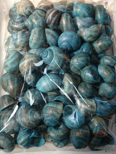 Landsnail small Turquoise 250 gram Geverfde landslak schelpen