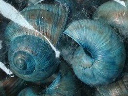 Landsnail small Turquoise 250 gram Geverfde landslak schelpen