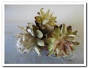 Leucadendron Plumosum op draad /doos 40st natuurlijk bloemschikmateriaal