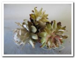 Leucadendron Plumosum op draad doos ca. 55st natuurlijk bloemschikmateriaal
