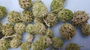 LIQUIDAMBAR groen WASH ca. 150 gr natuurlijk bloemschikmateriaal