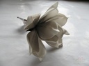 Magnolia foambloem Kort Taupe DOOS 12 stuks 