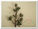 Magnolia x8 70cm Groen foam Bloemen