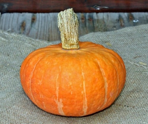 Marmelade F1 eetpompoenzaden kleinverpakking Kabocha