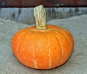 Marmelade F1 eetpompoenzaden kleinverpakking Kabocha