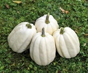 Mashed Potato F1 Acorn mooie lange witte Acorn