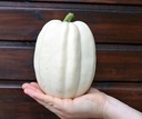Mashed Potato F1 Acorn mooie lange witte Acorn