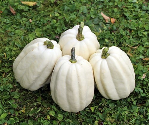 Mashed Potato F1 Acorn - 250 zaden mooie lange witte Acorn