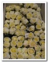 Mini foam roos 2 cm creme / doosje voor corsage en bloemschikken