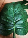 Monstera blad Monstera blad Botanical stijl VT Wonen