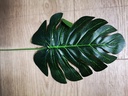 Monstera blad Monsterablad 17*40cm Pak ca. 10 Botanical stijl VT Wonen