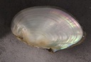 Mossel Zoetwater 1 kilo Mossel Oester om te beschilderen