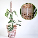 Mosstok Clear met 1 opzetstuk om te vullen met veenmos Planten totems set Opbinden van planten