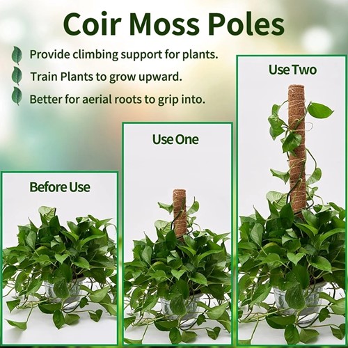 Mosstok Kokosstok Planten totem 50 cm / stuk Opbinden van planten