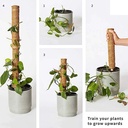 Mosstok Kokosstok Planten totems Set 50 + 30 cm Opbinden van planten