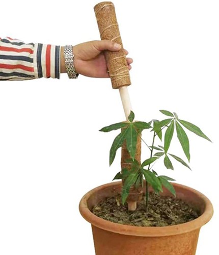 Mosstok Kokosstok Planten totems Set 50 + 30 cm Opbinden van planten