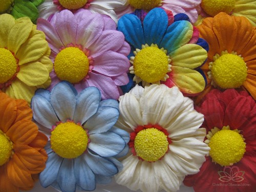Mulberry Gerbera Summer mixed ca. 65 mm / PAK15 