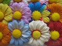 Mulberry Gerbera Summer mixed ca. 65 mm / PAK15 