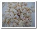 Nassa Nassarius Arcularius mix wit  1190 gram